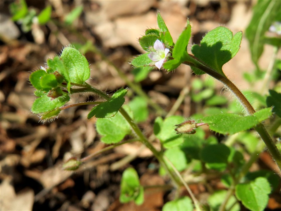 Efeu-Ehrenpreis (Veronica hederifolia) im Landschaftsschutzgebiet Winterberg (Saarbrücken)