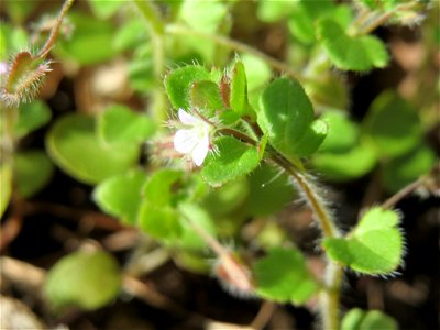 Efeu-Ehrenpreis (Veronica hederifolia) im Landschaftsschutzgebiet Winterberg (Saarbrücken)