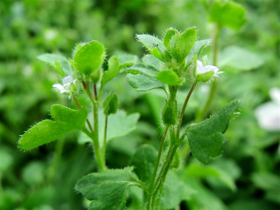 Hain-Ehrenpreis (Veronica sublobata) an der Saar bei Grosbliederstroff