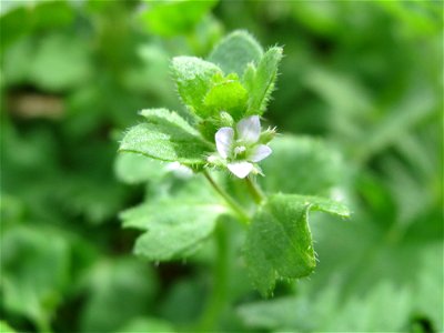 Hain-Ehrenpreis (Veronica sublobata) an der Saar bei Grosbliederstroff