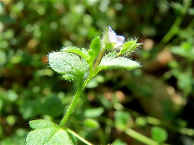 Efeu-Ehrenpreis (Veronica hederifolia) im Schwetzinger Hardt