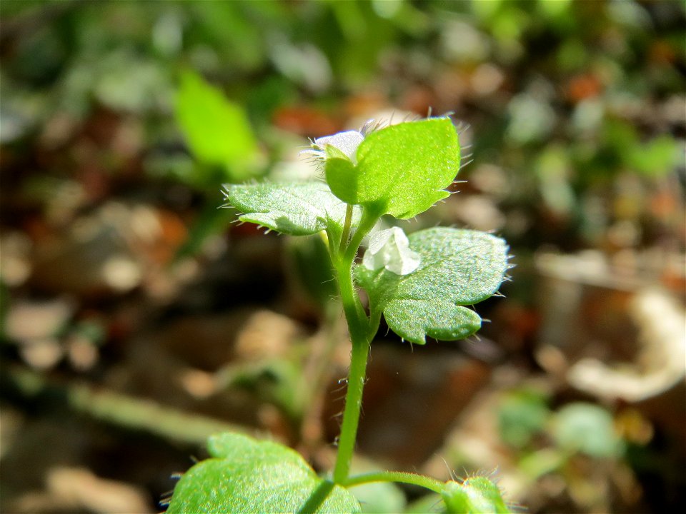 Efeu-Ehrenpreis (Veronica hederifolia) im Schwetzinger Hardt