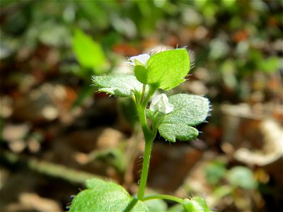 Efeu-Ehrenpreis (Veronica hederifolia) im Schwetzinger Hardt