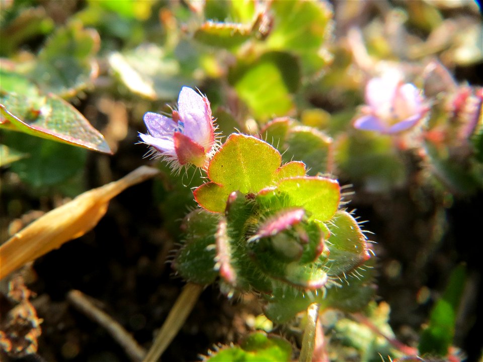 Efeu-Ehrenpreis (Veronica sublobata) im Landesgartenschaupark Hockenheim