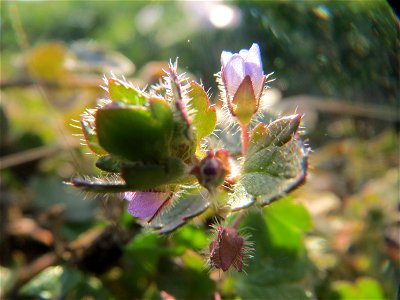Efeu-Ehrenpreis (Veronica hederifolia) im Landesgartenschaupark Hockenheim