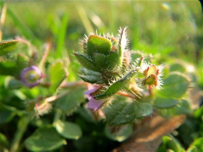 Efeu-Ehrenpreis (Veronica hederifolia) im Landesgartenschaupark Hockenheim