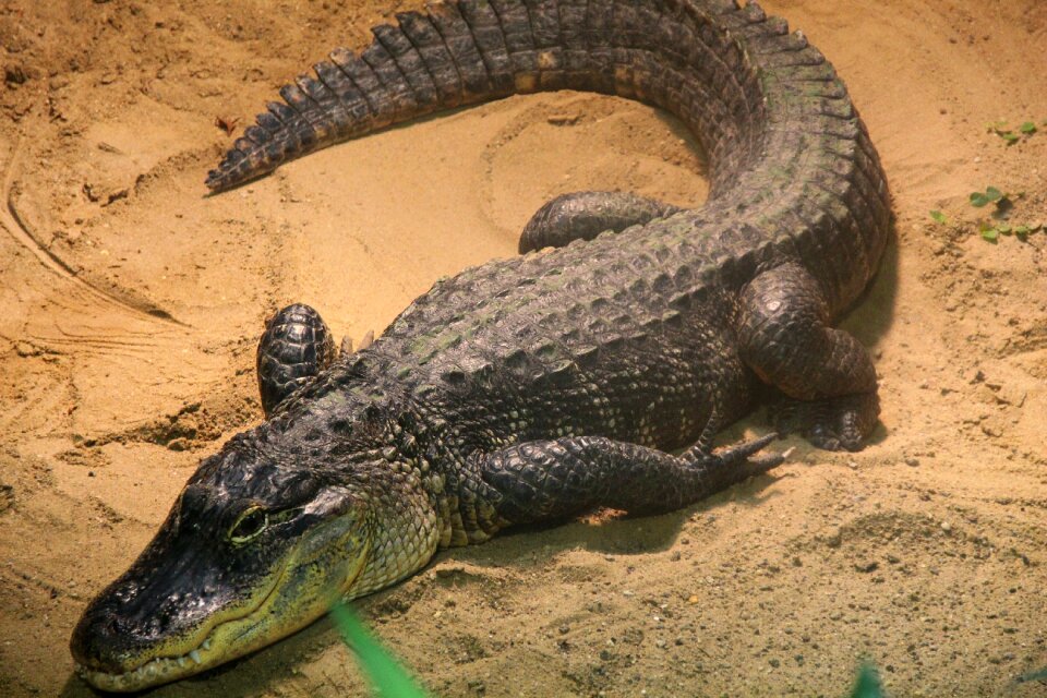 Alligator animal world predator