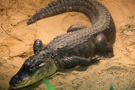 Alligator animal world predator photo