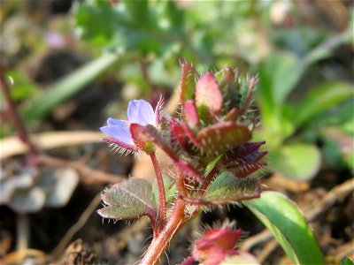 Efeu-Ehrenpreis (Veronica hederifolia) im Landesgartenschaupark Hockenheim