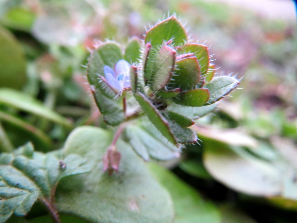 Efeu-Ehrenpreis (Veronica hederifolia) in Hockenheim