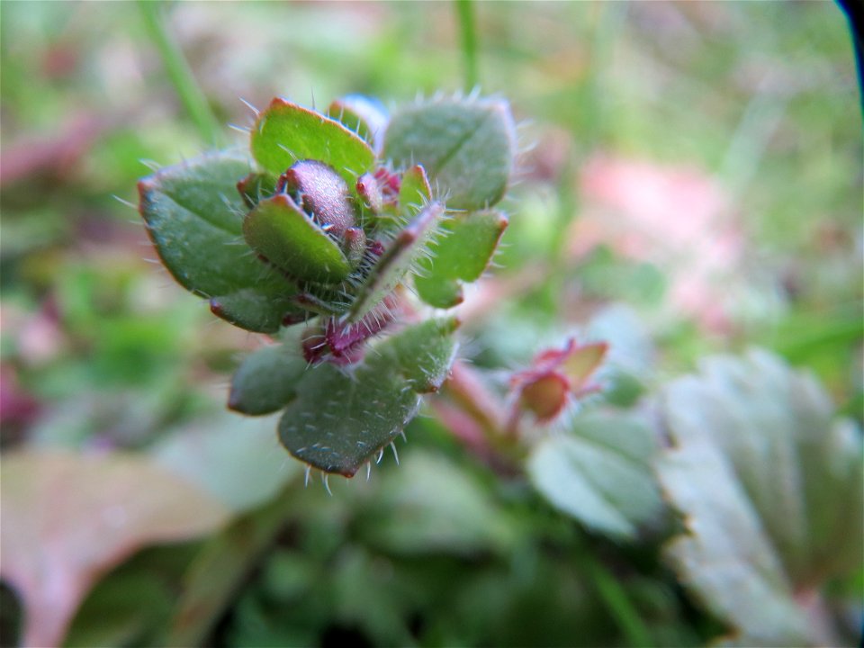 Efeu-Ehrenpreis (Veronica hederifolia) in Hockenheim