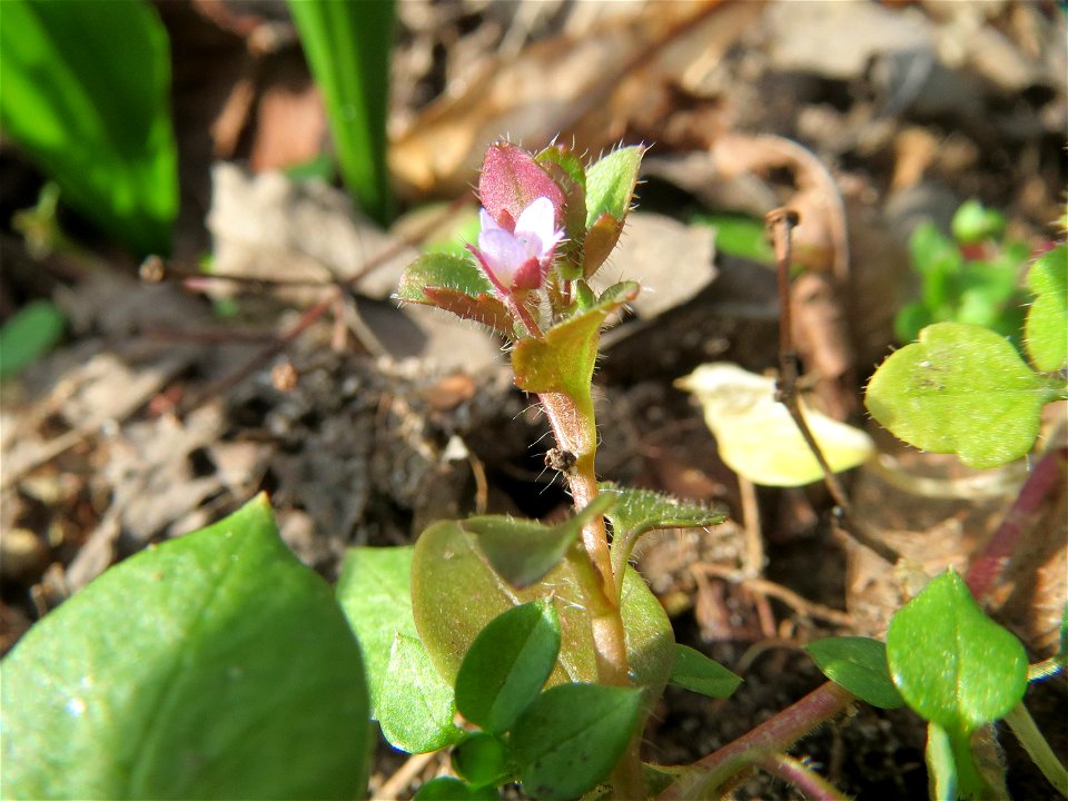 Efeu-Ehrenpreis (Veronica hederifolia) im Schwetzinger Hardt