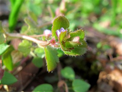 Efeu-Ehrenpreis (Veronica hederifolia) im Schwetzinger Hardt