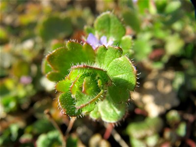 Efeu-Ehrenpreis (Veronica hederifolia) im Landesgartenschaupark Hockenheim