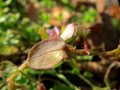 Efeu-Ehrenpreis (Veronica hederifolia) im Schwetzinger Hardt