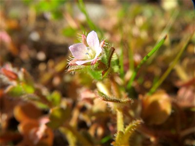Efeu-Ehrenpreis (Veronica hederifolia) in Hockenheim