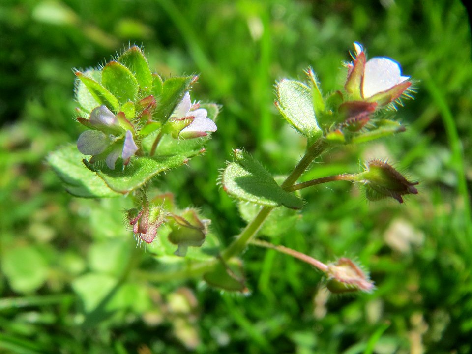 Efeu-Ehrenpreis (Veronica hederifolia) in Hockenheim