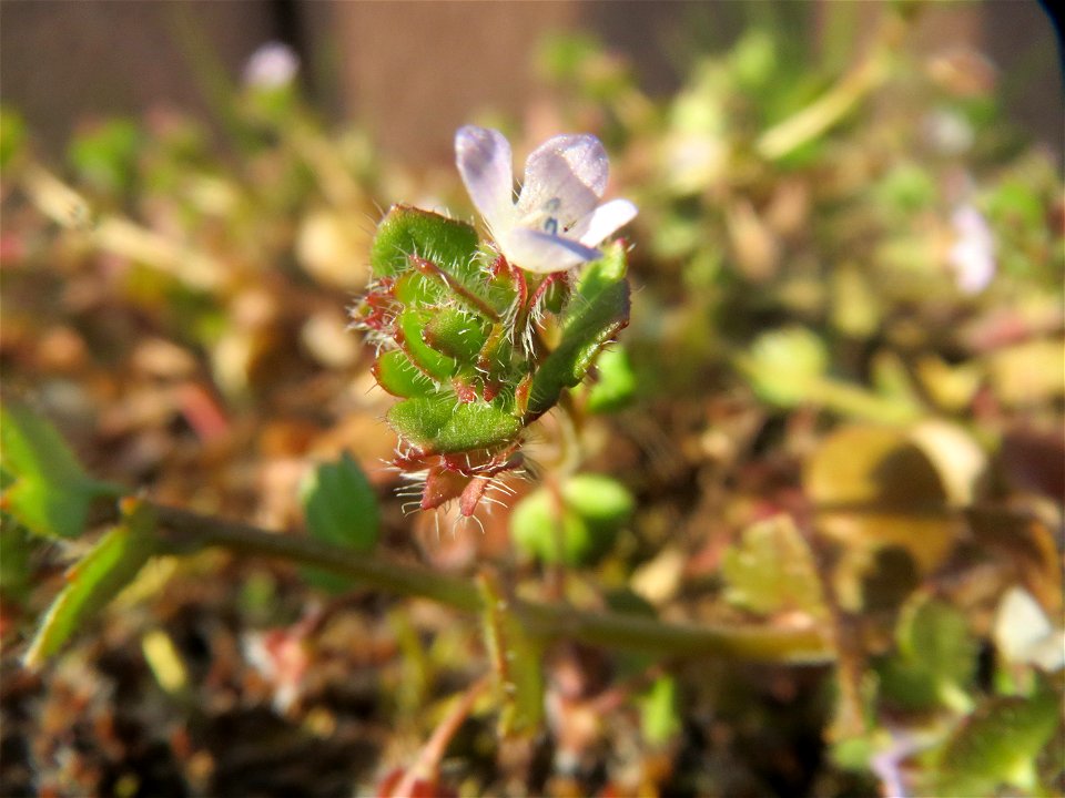 Efeu-Ehrenpreis (Veronica hederifolia) in Hockenheim