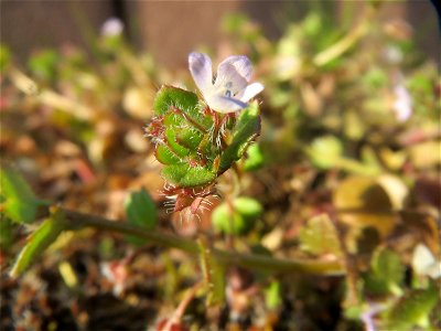 Efeu-Ehrenpreis (Veronica hederifolia) in Hockenheim
