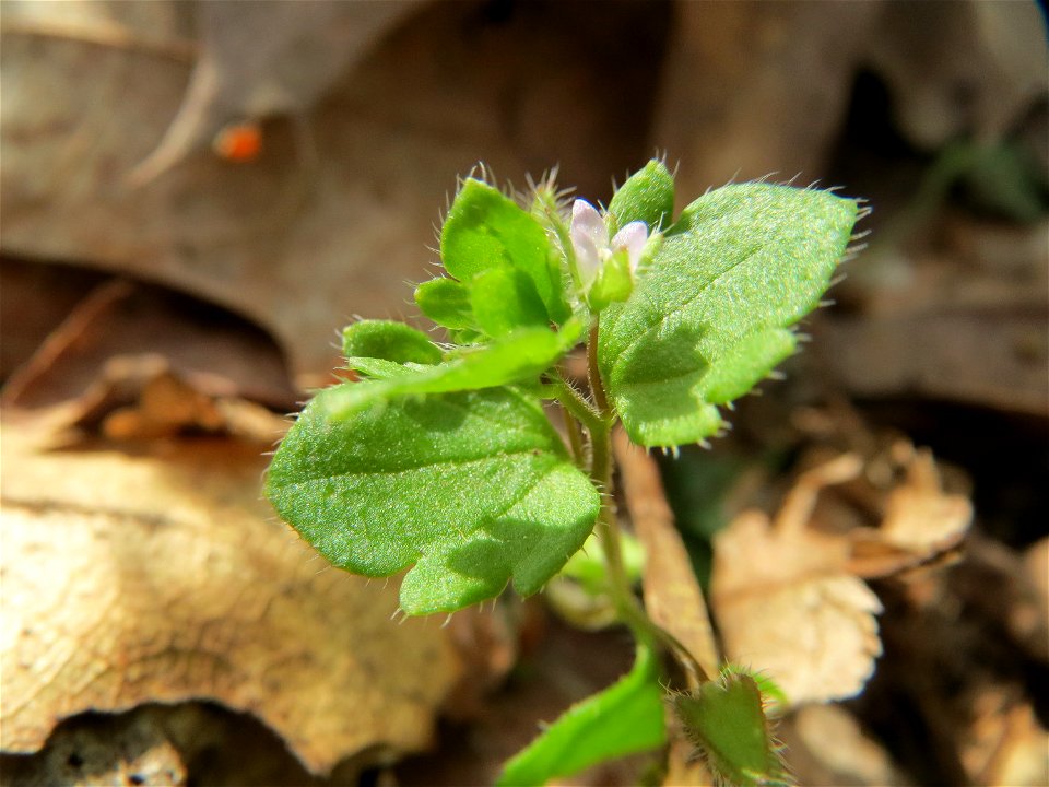 Efeu-Ehrenpreis (Veronica hederifolia) im Unteren Saubusch (Schonwaldbereich) im Schwetzinger Hardt