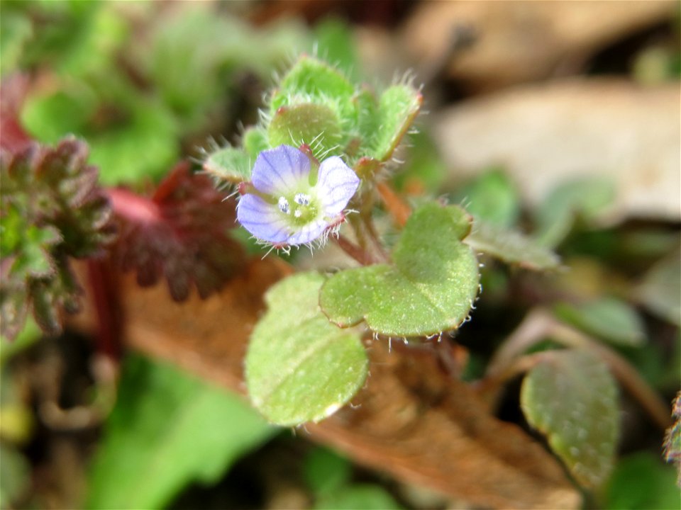 Der erste Efeu-Ehrenpreis (Veronica hederifolia) in Hockenheim kündigt den Frühling an