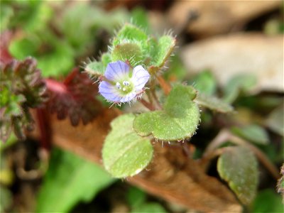 Der erste Efeu-Ehrenpreis (Veronica hederifolia) in Hockenheim kündigt den Frühling an