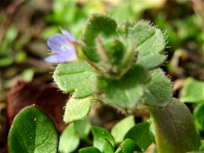 Der erste Efeu-Ehrenpreis (Veronica hederifolia) in Hockenheim kündigt den Frühling an