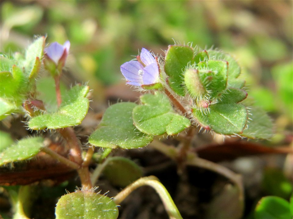 Der erste Efeu-Ehrenpreis (Veronica hederifolia) in Hockenheim kündigt den Frühling an