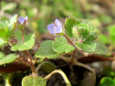 Der erste Efeu-Ehrenpreis (Veronica hederifolia) in Hockenheim kündigt den Frühling an