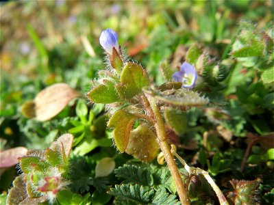 Efeu-Ehrenpreis (Veronica hederifolia) in Hockenheim