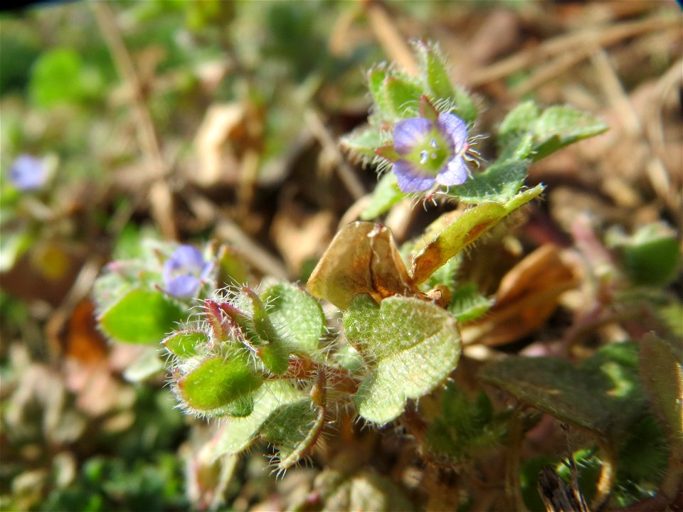 Efeu-Ehrenpreis (Veronica hederifolia) in Hockenheim