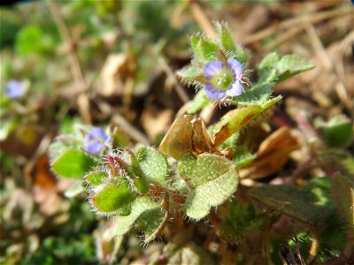 Efeu-Ehrenpreis (Veronica hederifolia) in Hockenheim
