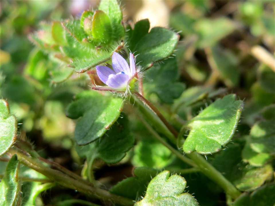 Efeu-Ehrenpreis (Veronica hederifolia) im Gartenschaupark Hockenheim - diese Veronica-Art wächst vorzugsweise im Wald, aber auch in Grünanlagen in der Stadt unter Bäumen und Büschen