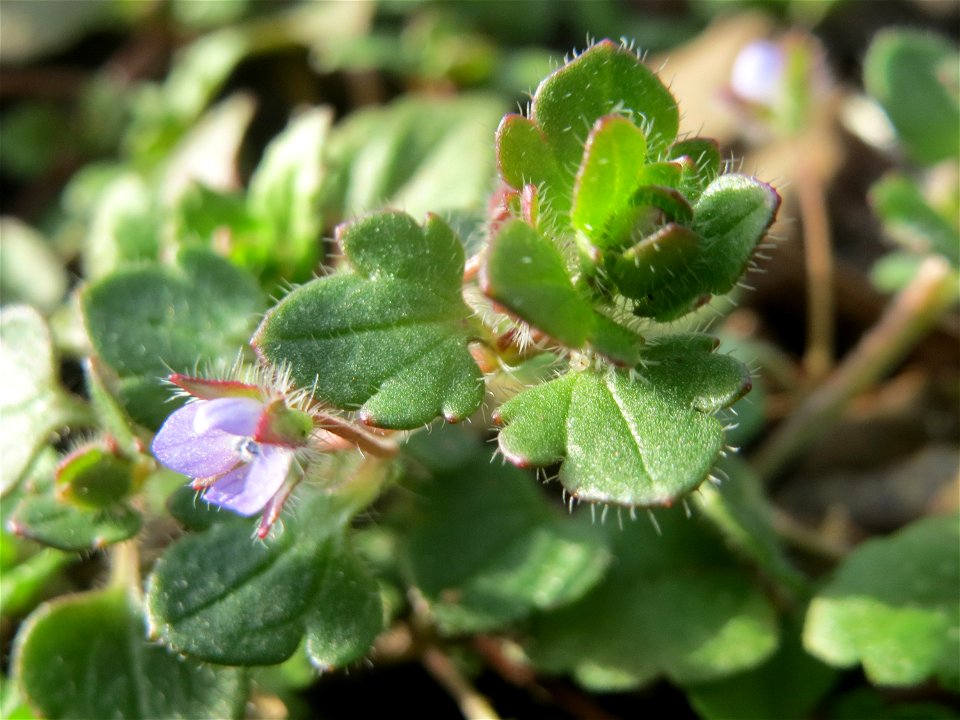 Efeu-Ehrenpreis (Veronica hederifolia) im Gartenschaupark Hockenheim - diese Veronica-Art wächst vorzugsweise im Wald, aber auch in Grünanlagen in der Stadt unter Bäumen und Büschen