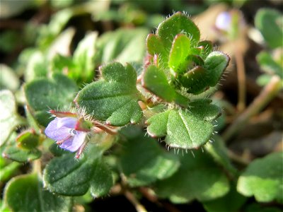 Efeu-Ehrenpreis (Veronica hederifolia) im Gartenschaupark Hockenheim - diese Veronica-Art wächst vorzugsweise im Wald, aber auch in Grünanlagen in der Stadt unter Bäumen und Büschen