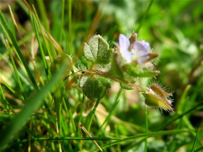Efeu-Ehrenpreis (Veronica hederifolia) in Hockenheim