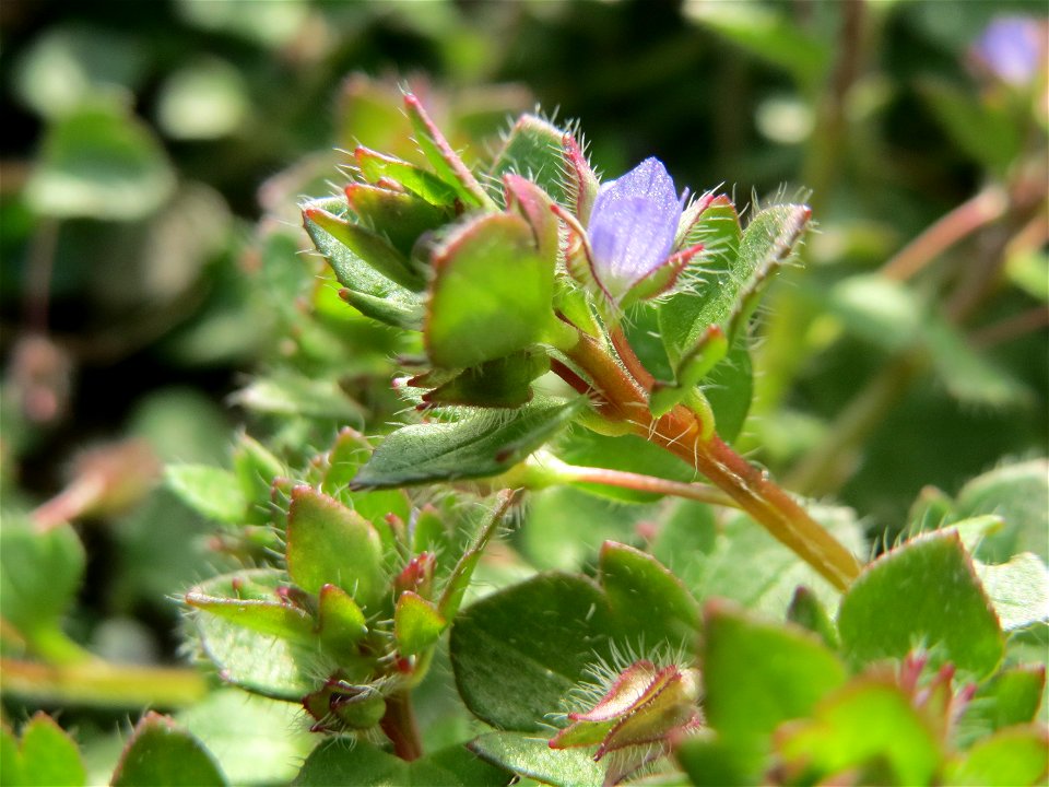 Efeu-Ehrenpreis (Veronica hederifolia) im Gartenschaupark Hockenheim