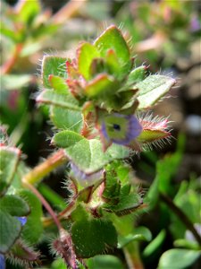 Efeu-Ehrenpreis (Veronica hederifolia) im Gartenschaupark Hockenheim
