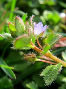 Efeu-Ehrenpreis (Veronica hederifolia) im Gartenschaupark Hockenheim
