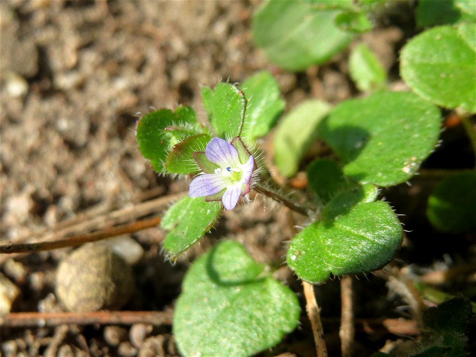 War hier bestimmt nicht geplant: Efeu-Ehrenpreis (Veronica hederifolia) in einem Blumenkübel in Hockenheim
