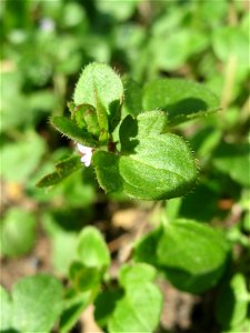 War hier bestimmt nicht geplant: Efeu-Ehrenpreis (Veronica hederifolia) in einem Blumenkübel in Hockenheim