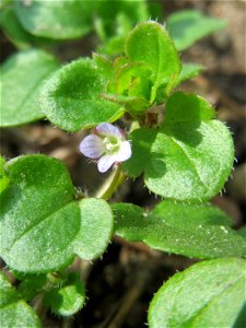 War hier bestimmt nicht geplant: Efeu-Ehrenpreis (Veronica hederifolia) in einem Blumenkübel in Hockenheim