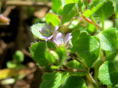 Efeu-Ehrenpreis (Veronica hederifolia) am Tierfriedhof in Alt-Saarbrücken