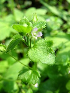 Efeu-Ehrenpreis (Veronica hederifolia) im Saubusch in der Schwetzinger Hardt