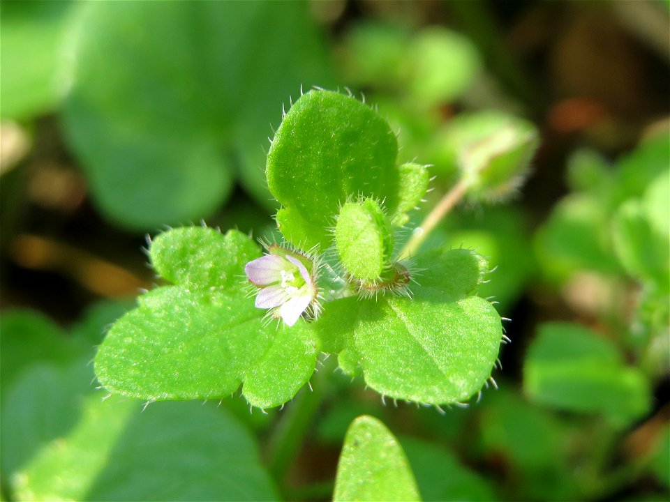 Efeu-Ehrenpreis (Veronica hederifolia) im Saubusch in der Schwetzinger Hardt