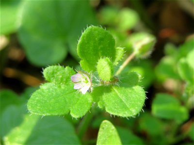 Efeu-Ehrenpreis (Veronica hederifolia) im Saubusch in der Schwetzinger Hardt