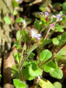 Efeu-Ehrenpreis (Veronica hederifolia) am Tierfriedhof in Alt-Saarbrücken