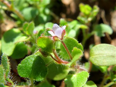 Efeu-Ehrenpreis (Veronica subulata) am Tierfriedhof in Alt-Saarbrücken
