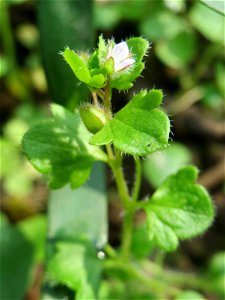 Efeu-Ehrenpreis (Veronica hederifolia) im Saubusch in der Schwetzinger Hardt