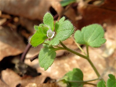 Efeu-Ehrenpreis (Veronica hederifolia) im Saubusch in der Schwetzinger Hardt